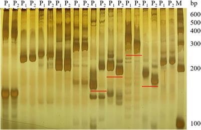 Mapping of the Cladosporium fulvum resistance gene Cf-16, a major gene involved in leaf mold disease in tomato